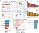 Common and rare variant analyses combined with single-cell multiomics reveal cell-type-specific molecular mechanisms of COVID-19 severity